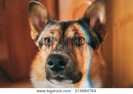 Reflection Of A Multi-colored Rainbow On The Face Of A Dog. Mixed-breed Dog Lying On Floor Indoor.