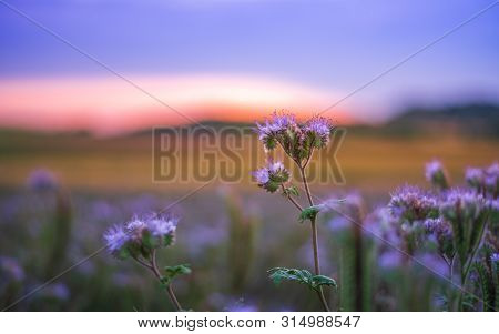 Agricultural Fields With Flowering Phacelia. Beautiful Landscape On A Sunset. Flowers For Bees, Beek