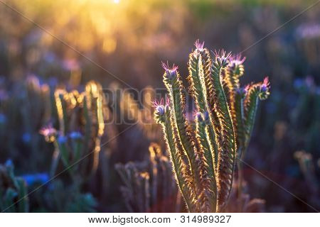 Agricultural Fields With Flowering Phacelia. Beautiful Landscape On A Sunset. Flowers For Bees, Beek