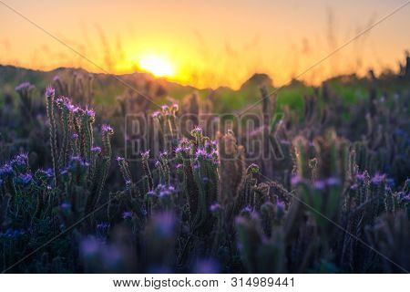 Agricultural Fields With Flowering Phacelia. Beautiful Landscape On A Sunset. Flowers For Bees, Beek