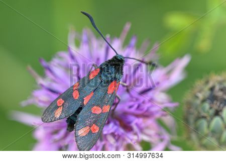 Six-spot Burnet Sucking The Nectar On The Meadow Flower