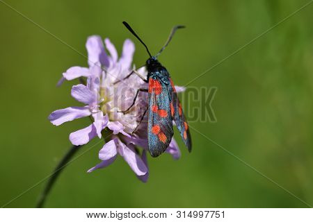 Six-spot Burnet Sucking The Nectar On The Meadow Flower