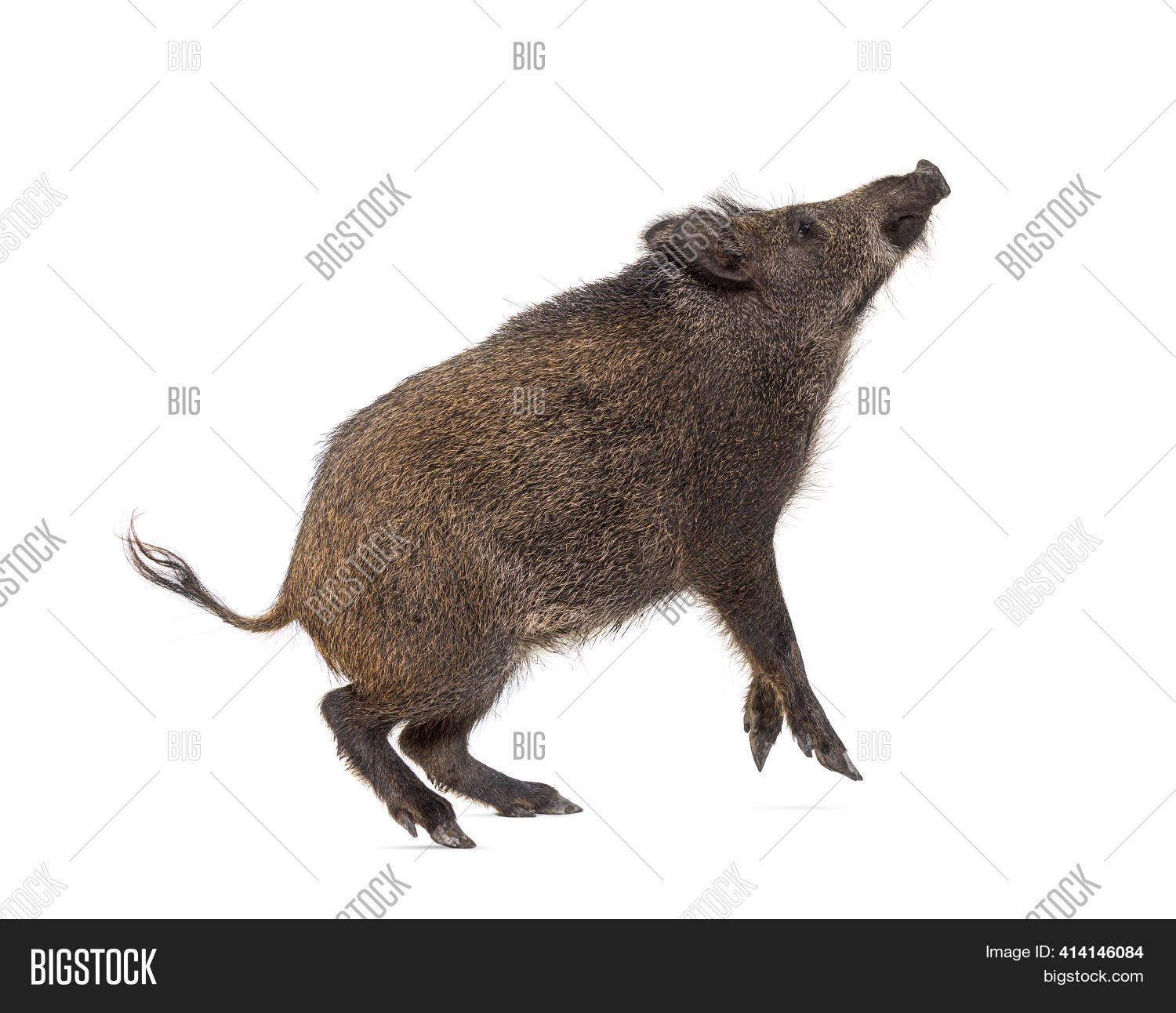Image Preview