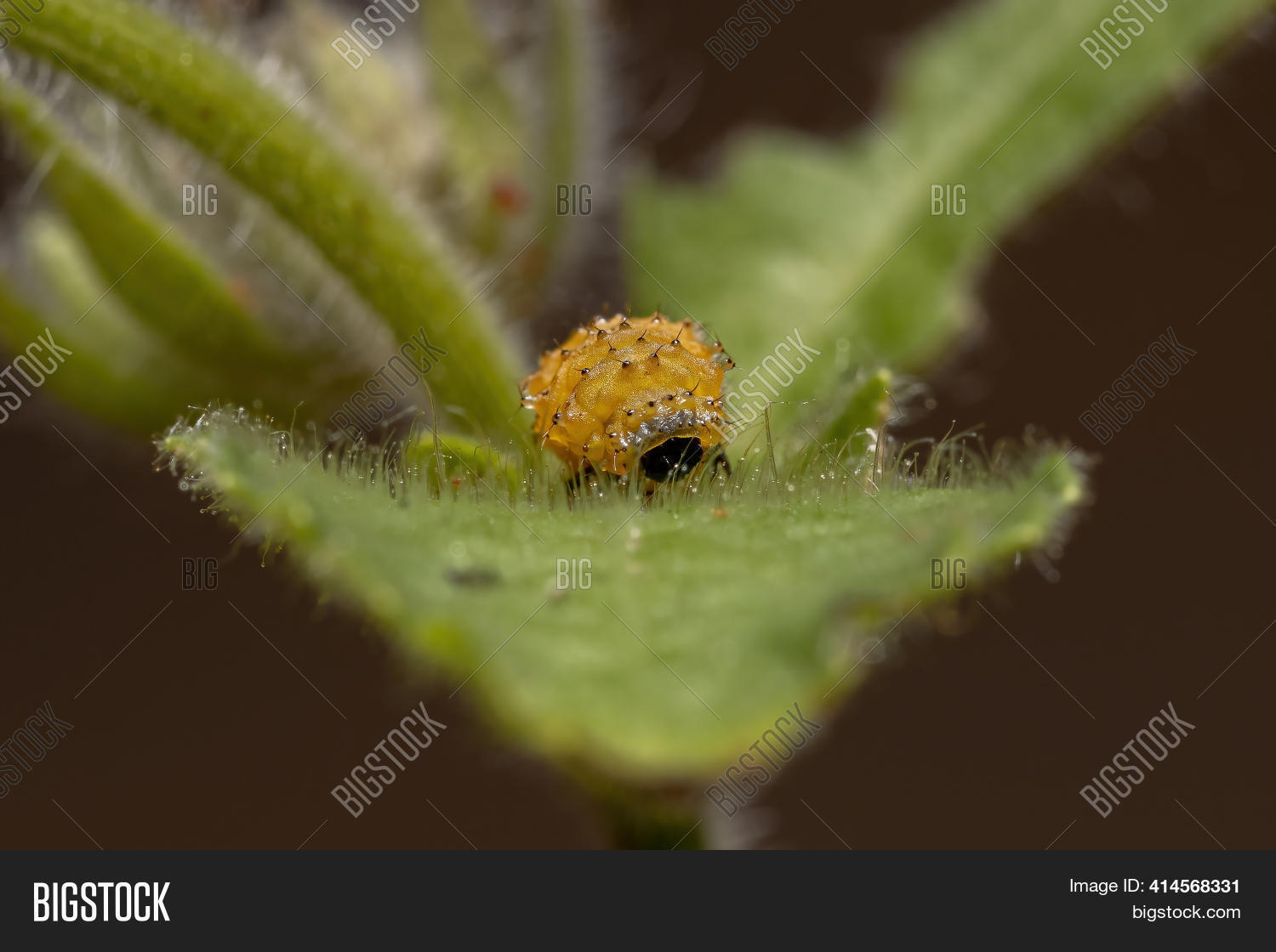 Image Preview