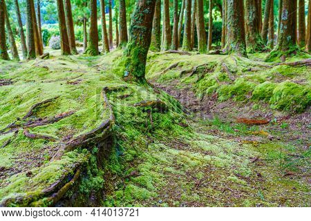 Greentree Trunks With Moss On Natural, Green Background