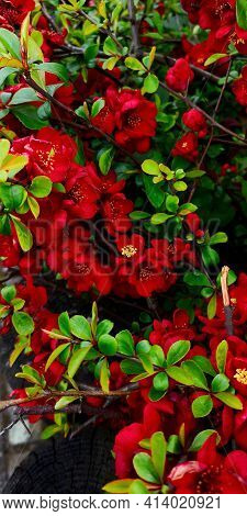 Close Up Selective Focus Japanese Quince Bush Branch With Red Flowers.chaenomeles Japonica,maule's Q