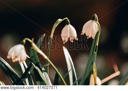 Group Of Spring Snowflake Flower, Leucojum Vernum In Forest. Plant, Springtime Background, Toned Pho