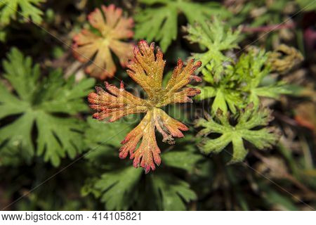 Carolina Geranium With Green Foliage Background In The Spring In Georgia