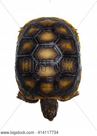 Top View Of Baby Red Footed Turtoise Aka Chelonoidis Carbonaria. Isolated On White Background.