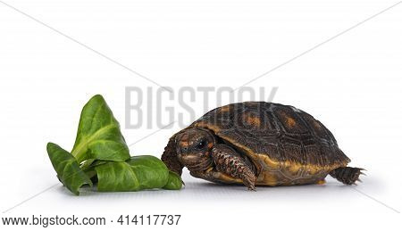 Baby Red Footed Turtoise Aka Chelonoidis Carbonaria, Standing Side Ways With Piece Of Green Salad. L