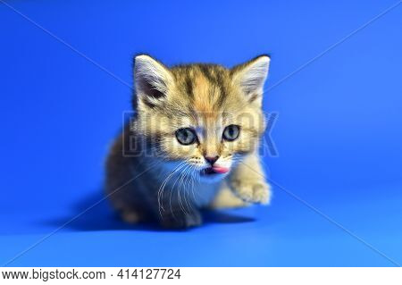Small Kitten Of The British Chinchilla Breed On White Background. Little Baby Cat Lick. Babycat With