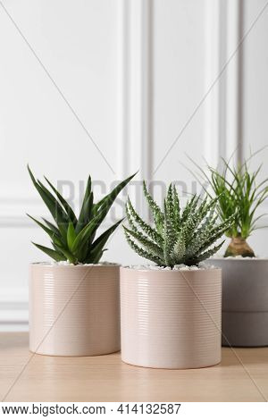 Beautiful Aloe And Nolina In Pots On Wooden Table. Different House Plants