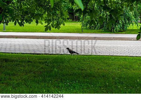 Hooded Crow Corvus Cornix In Winter Snow Falling, Eurasian Large Species In The Corvus Genus, Corvid