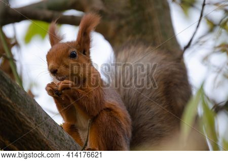 A Red Squirrel Eats A Nut On A Tree. The Life Of Wild Animals