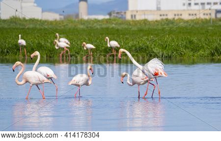 Flock Of Flamingos In Their Natural Ecosystem,phoenicopterus