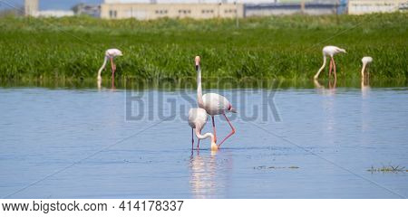 Flock Of Flamingos In Their Natural Ecosystem,phoenicopterus