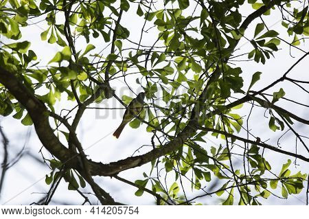 Great-crested Flycatcher (myiarchus Crinitus) Perched Majestically On A Tree Limb