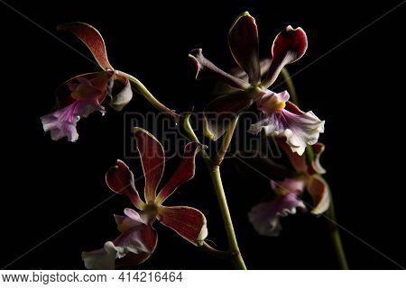 Close-up Of Blooming Buds On A Peduncle Of An Encyclia Orchid On A Dark Background