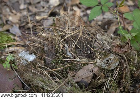 Carolina Wren (thryothorus Ludovicianus) Nest Removed From A Mailbox And Placed On The Ground