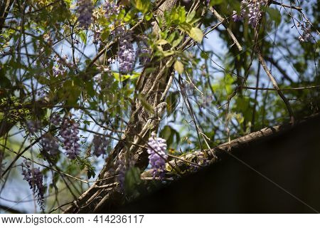 Female Yellow-rumped Warbler (setophaga Coronata) Grooming On A Tree Branch