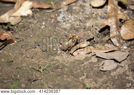 Empty Cicada Shell (cicadoidea) In The Dirt Near Dead Brown Leaves