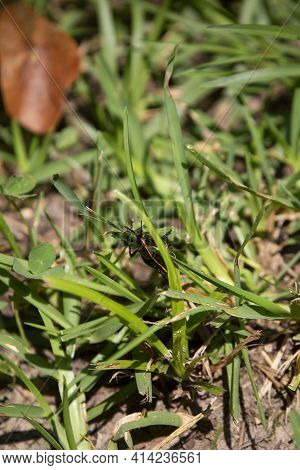 Southeastern Lubber Grasshopper (romalea Microptera) Climbing A Blade Of Grass