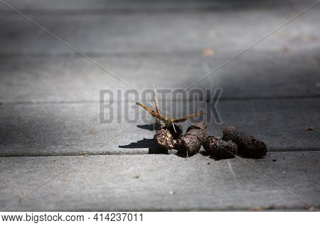 A Pair Of Question Mark Butterflies (polygonia Interrogationis) Eating Feces From A Boardwalk