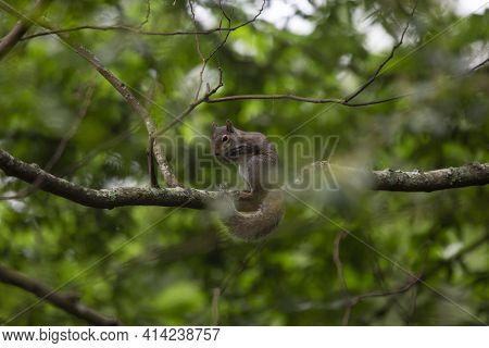 Squirrel Paused On A Tree Limb For A Short Moment Of Rest