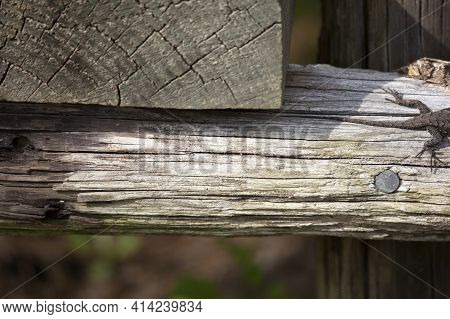 Tail And Hind Legs Of A Female Eastern Fence Lizard (sceloporus Consobrinus) On A Wooden Post