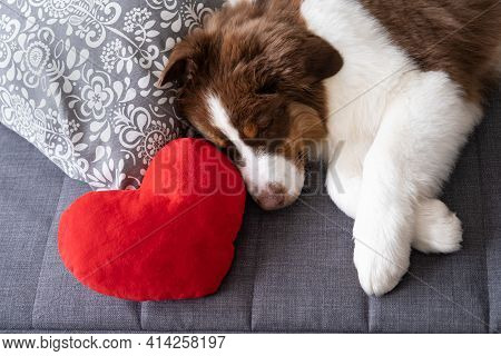 Small Australian Shepherd Puppy Dog Lying On Couch With Big Heart. Valentine