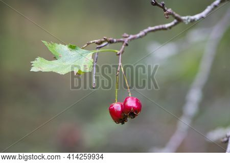 Crataegus. Autumn Forest Red Berries Of Wild Rose On A Branch. Close Up Of Ripe Winter Fruits Of Red