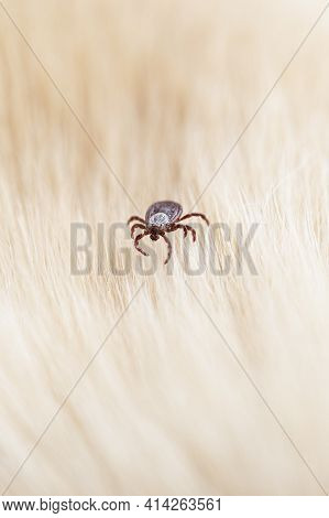 Infectious Dermacentor Dog Tick Arachnid Parasite On Blur Animal Background. Selective Focus
