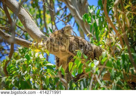 A Cute Koala, Phascolarctos Cinereus, Sleeping On Eucalyptus Branchs In Yanchep National Park, Weste