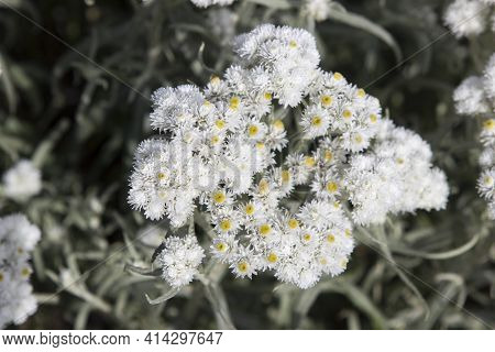 Flowering Plant Anaphalis Pearl, Western Pearly Everlasting