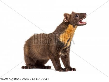 Side view Pine marten, isolated on white