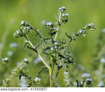 Blooming Plant Of European Stickseed, Lappula Squarrosa