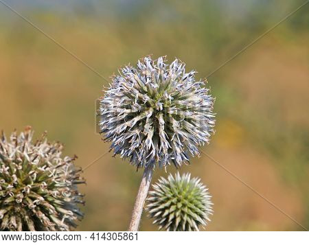 Globe Thistle Flower Head In Summer, Echinops Sphaerocephalus