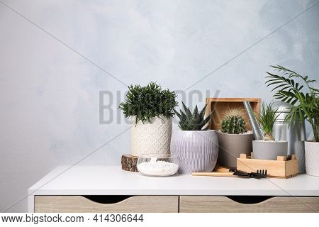 Different House Plants In Pots With Gardening Tools On White Table. Space For Text