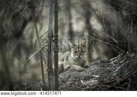 Fine Art Image Of Jungle Cat Or Felis Chaus Or Reed Or Swamp Cat Kitten Portrait In Natural Backgrou