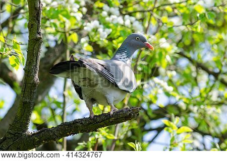 Ringdove Sits In The Dense Crown Of A Tree