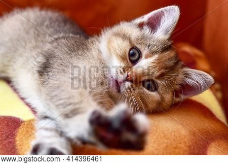 Small Kitten Of The British Chinchilla Breed. Little Baby Cat Playing. Family Cats And Domestic Kitt