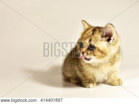 Small Kitten Of The British Chinchilla Breed On White Background. Little Baby Cat Lick. Babycat With