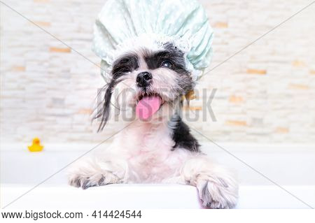 Dog In The Grooming Salon; The Dog Takes A Shower; The Pet Gets Beauty Treatments In The Dog Beauty 