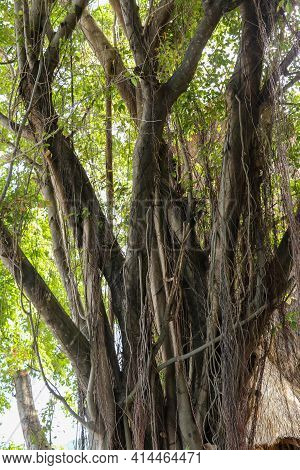 Close Up Of The Hanging Aerial Roots Of Ficus Benghalensis, Commonly Known As The Banyan, Banyan Fig