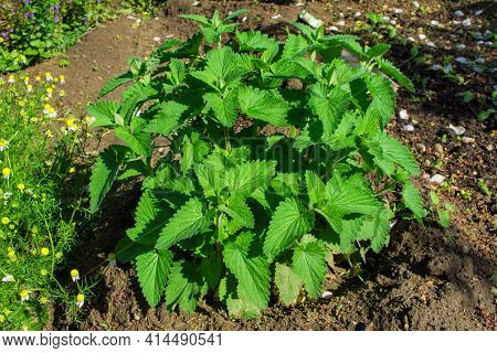 Summer Garden. Bush Medicinal Herb Lemon Mint Or Bergamot Mint (latin: Mentha Citrata) Close Up.