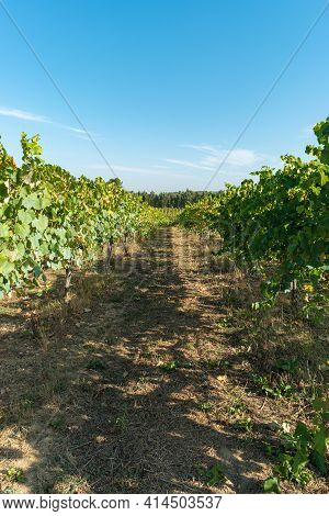 Close Up Of Berries And Leaves Of Grape-vine. Single Bunch Of Ripe Red Wine Grapes Hanging On A Vine