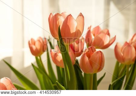 Pink Tulips In Pastel Coral Tones Close Up In Interior. Fresh Spring Flowers In Soft Sunlight For Ho
