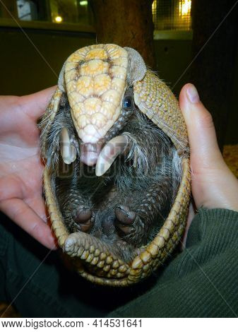 Southern Three-banded Armadillo In A Zookeepers Hand