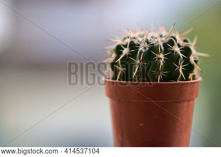 Beautiful Closeup View Of Small Dark Green Cactus (cactaceae) Spines, Glochids And Areole Of Room Pa