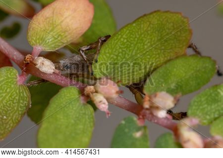 Small Jumping Spider